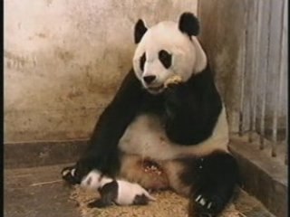 Video Bébé Panda qui fait peur à sa maman