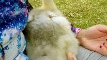 Nobody can resist a sunny nap with Mama. | #SparklegleamFarm #Lemongrab #homestead #goose #farmanimals #UNACCEPTABLE #cute