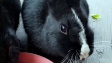 Void floof sits pretty to ensure the camera gets his good side. | #SparklegleamFarm #Bunny #farm #rabbit #farmanimals #cute