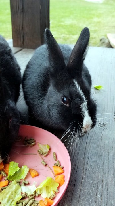 Void floof sits pretty to ensure the camera gets his good side. | #SparklegleamFarm #Bunny #farm #rabbit #farmanimals #cute