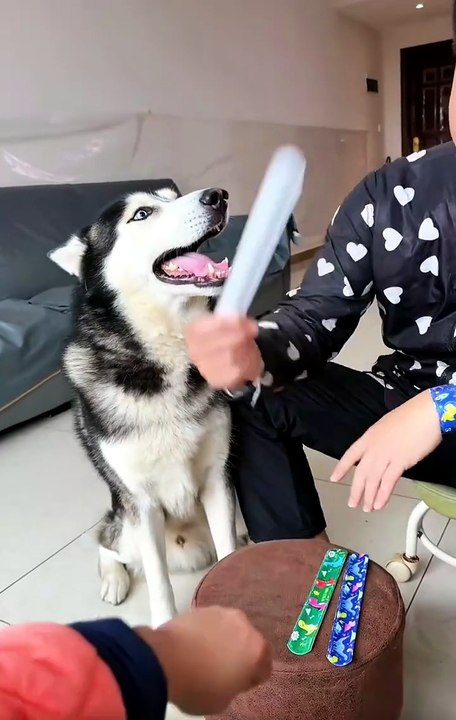 😂 This Dog Deserves an Oscar!