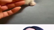 ¿Por que deberias tener mascotas?