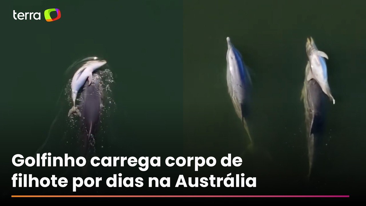Golfinho fêmea de luto carrega corpo de filhote por vários dias na Austrália