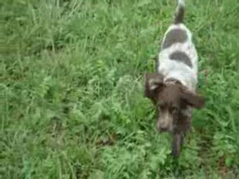 Epagneul de saint usuge TAO et DANTE DE LA RIVIERE DU NANT