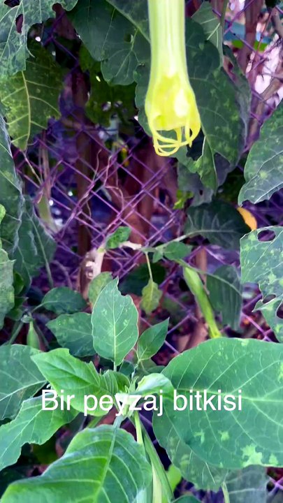 A landscape plant