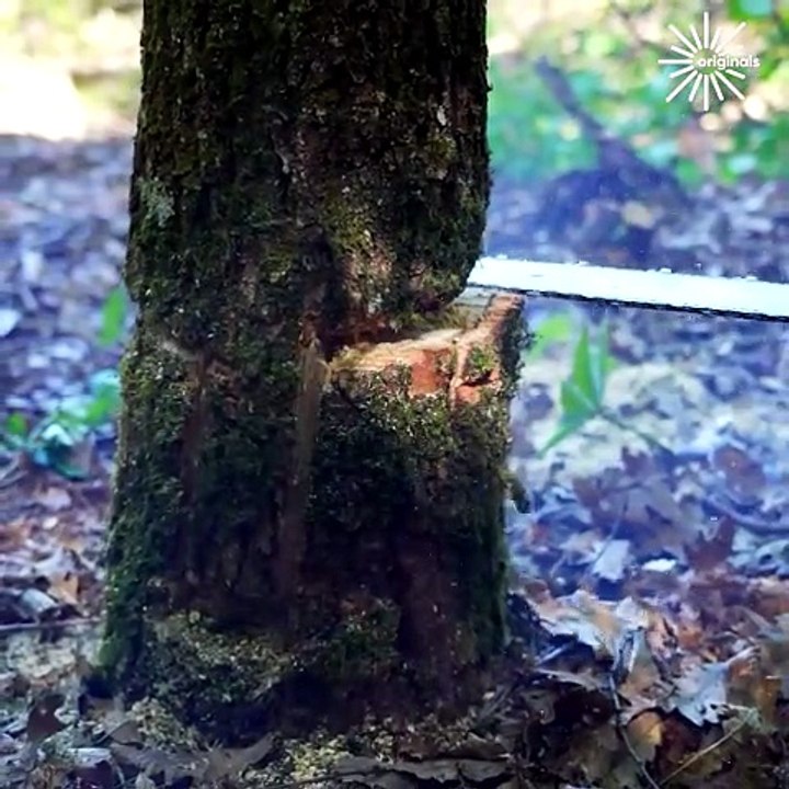 Tree felling using tongue and groove method