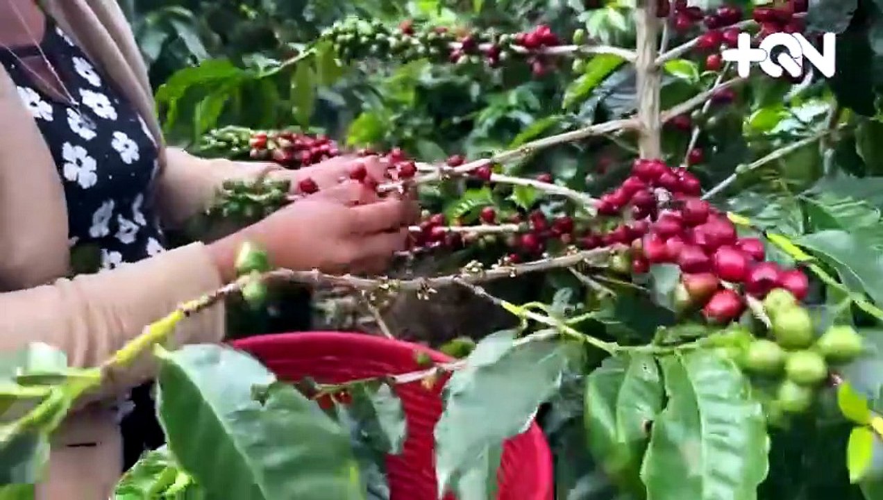 mqn-el-grano-de-oro-esta-cambiando-en-costa-rica-que-es-la-cuarta-ola-del-cafe-120626 [Full Movie]