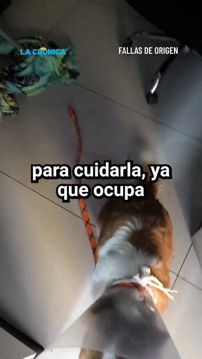 Jefe permite a empleado llevar a su perrita enferma al trabajo