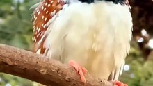 Wonderful Sounds of Nature.