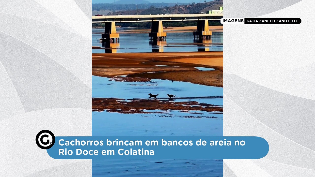 Cachorros brincam em bancos de areia no Rio Doce em Colatina