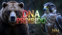 "Projeto Falcon-Ursus: o poder do urso-cinzento com as garras e bico do falcão-peregrino.