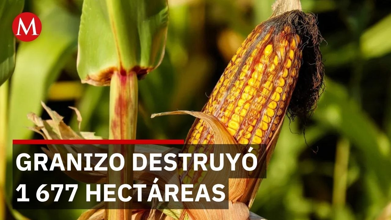 El Infiernillo perdió todo: granizo destruye 397 hectáreas en Guanajuato