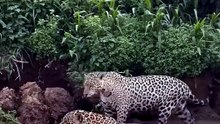 Breathtaking Wildlife Video Of Two Wild Jaguars Navigating A Muddy River Bank In The Pantanal