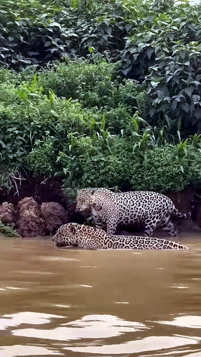 Breathtaking Wildlife Video Of Two Wild Jaguars Navigating A Muddy River Bank In The Pantanal