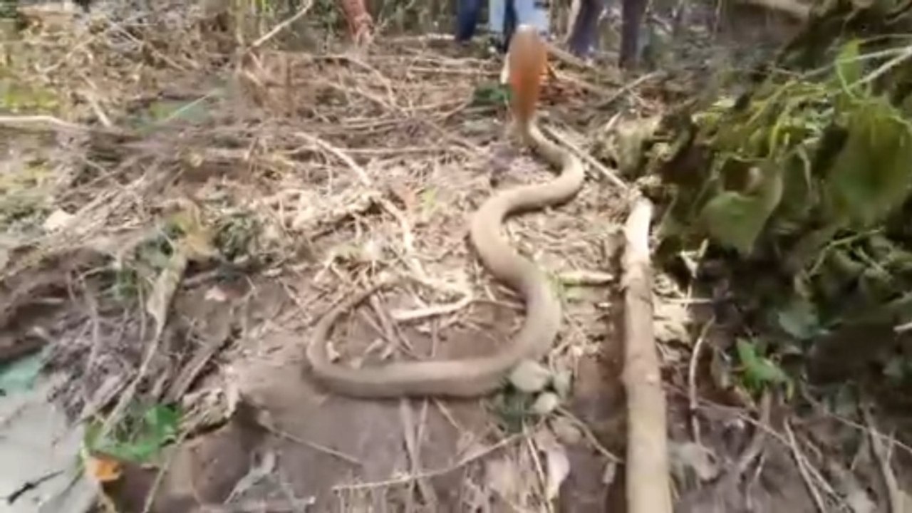 We Were Searching for Snakes — Then a Giant Cobra Suddenly Appeared! English Subtitles