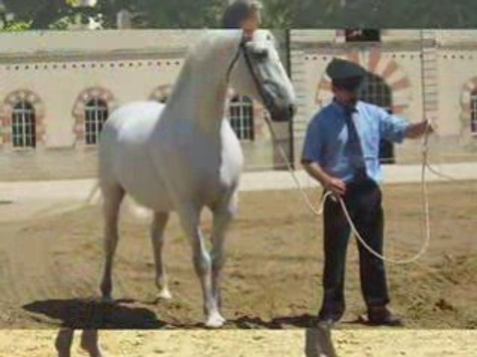 Jeudi du Haras