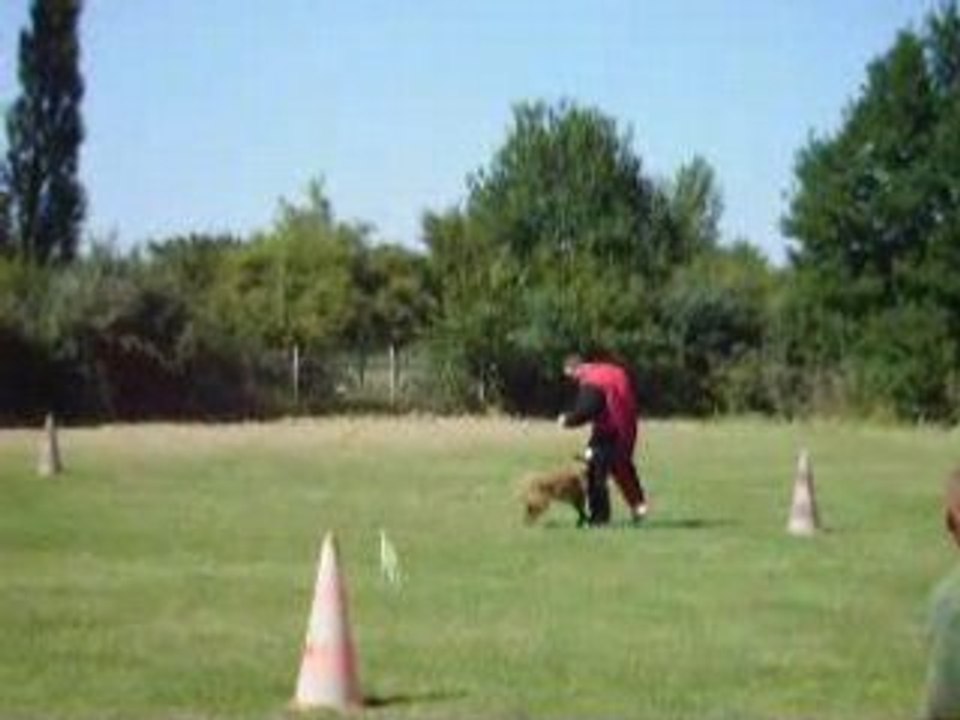 Chipie malinois fuyante