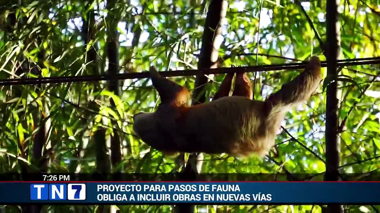 tn7-aprueban-en-segundo-debate-proyecto-para-construir-pasos-de-fauna-sobre-carreteras-310726