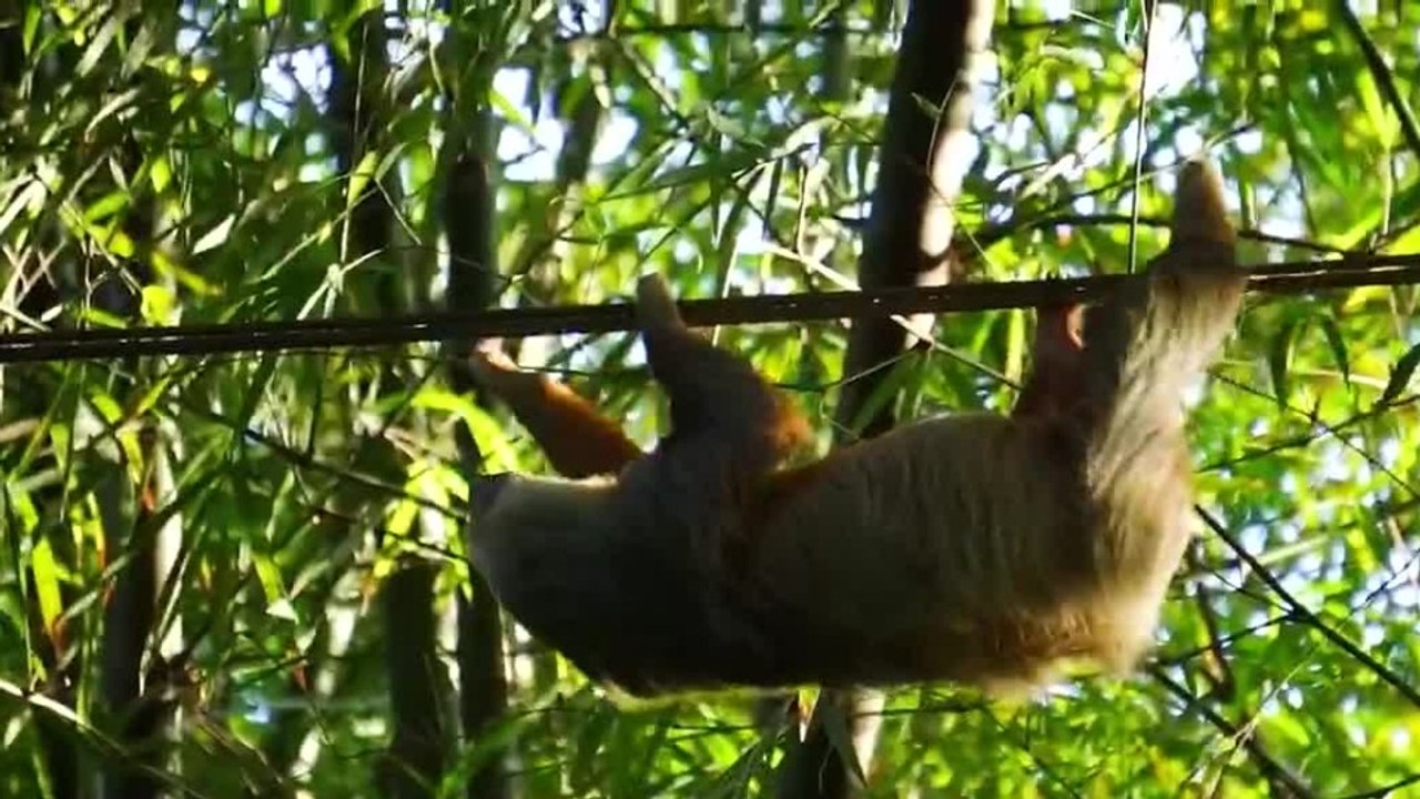 tn7-aprueban-en-segundo-debate-proyecto-para-construir-pasos-de-fauna-sobre-carreteras-310726
