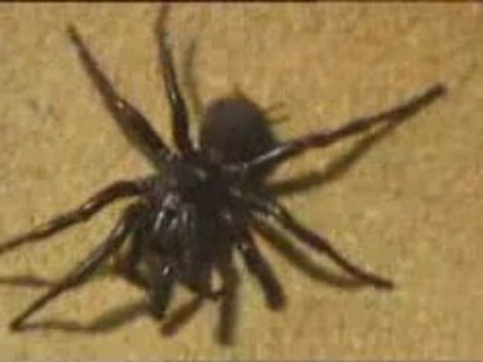 France 5 - Créatures venimeuses.2