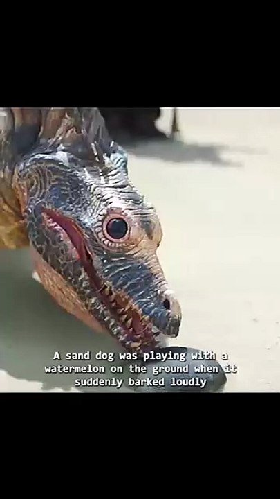 Sand  dog senses drogon train.