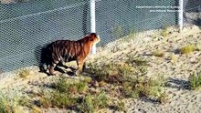 Amur tiger released in Kazakhstan under reintroduction project