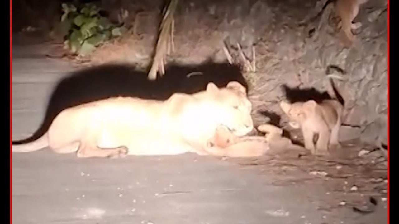 Gujrat के सोमनाथ हाईवे पर अचानक आ गए 4 शेर, थमी वाहनों की रफ्तार
