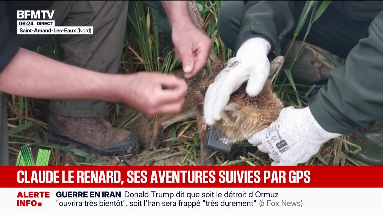 Ces chasseurs suivent "Claude le renard" à la trace pour savoir s'il représente une menace pour les perdrix