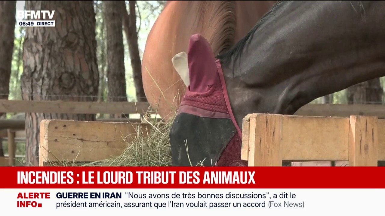 Ces animaux doivent se remettre du traumatisme des incendies