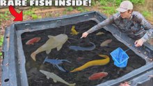 J’ai découvert des poissons mystérieux dans un étang abandonné !