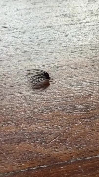 Ants March Away With Fake Eyelash