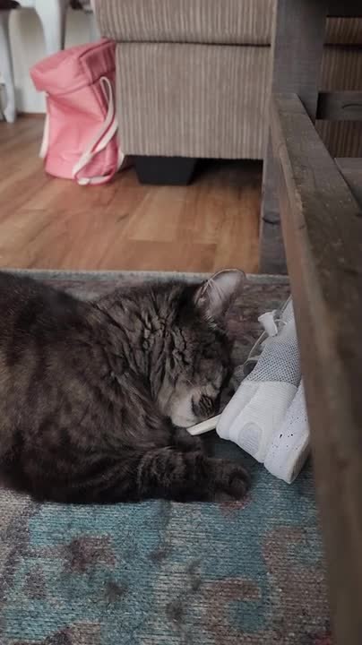 Cat Becomes Obsessed With Owner's Freshly-washed Shoes