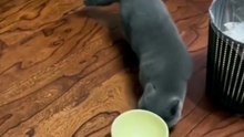When Your Cat Thinks They Are Starving to Death