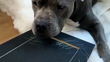 Adjustable Wooden Scratch Pad for Pain-Free Dog Nail Care