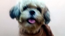 shih tzu wearing clothes