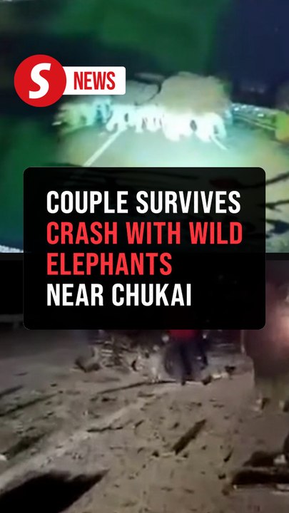 Couple injured after MPV hits herd of wild elephants on LPT2