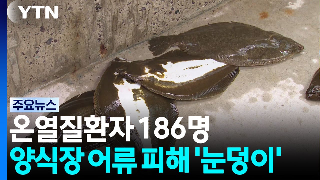 온열질환자 186명...양식장 어류 피해 '눈덩이' / YTN
