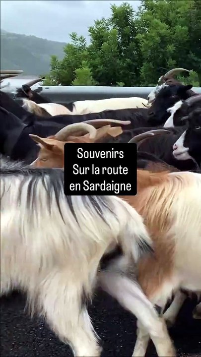 Souvenirs : sur la route en Sardaigne, transhum...