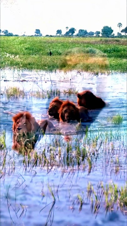 Male Lion Coalition: Brotherhood and Dominance on the Savanna