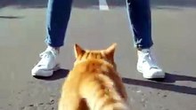 狗欺负猫 Dog bullies cat