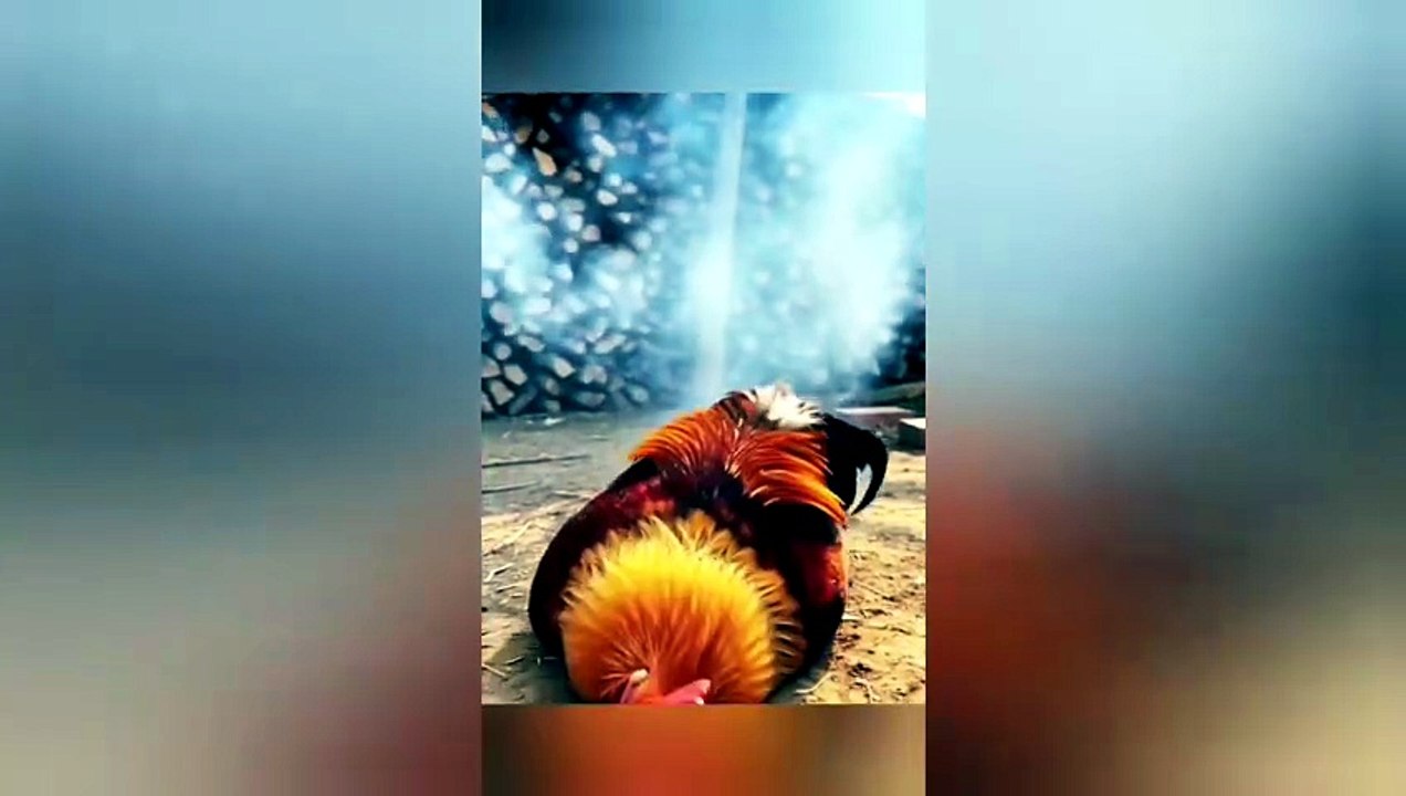 try not to laugh