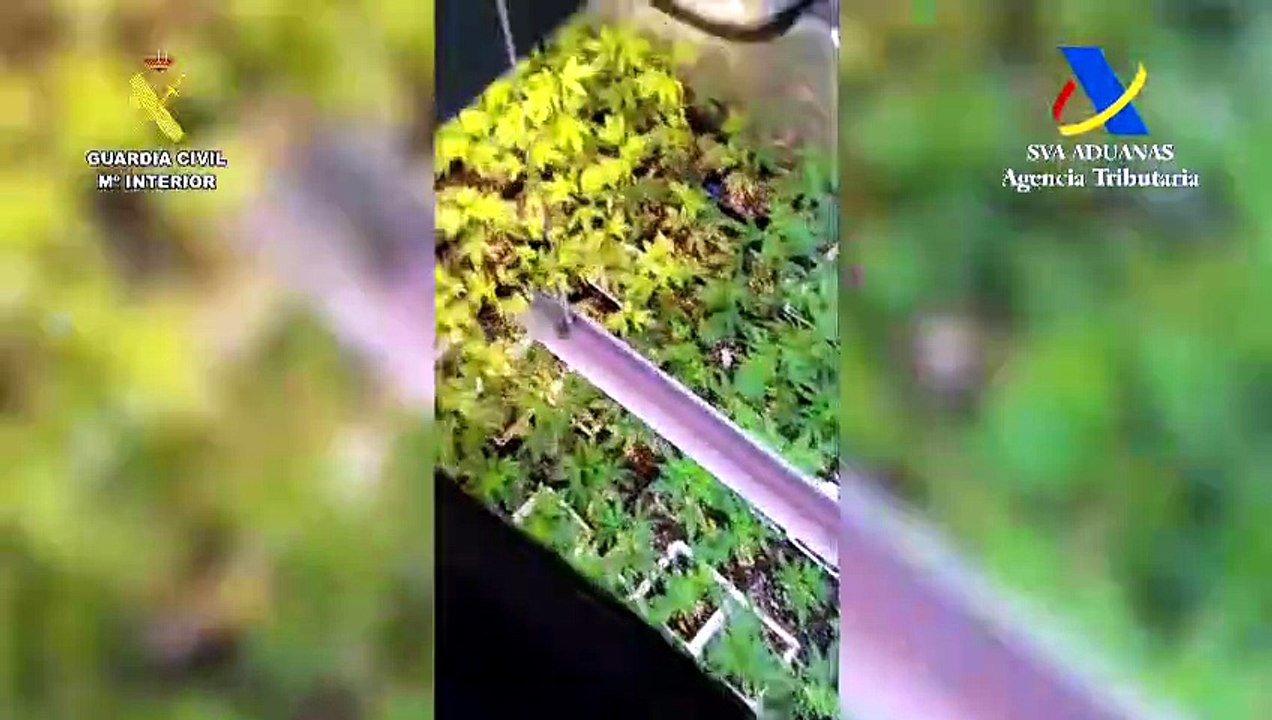 Dos viviendas de Tenerife escondían casi 450 plantas de marihuana