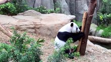 why does panda eat bamboo