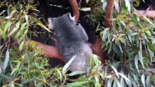 why koalas are dangerous