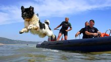 Meet 12 Heroic Dog Breeds That Save Lives Across Generations