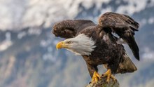 12 Key Facts About Bald Eagles and Ospreys' Recovery