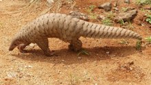 How 12 Animals Use Traits and Habits to Beat Extinction