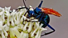 12 Eye-Opening Facts About Tarantula Hawk Wasps