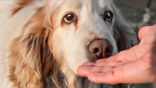 Top 11 Hypoallergenic Dog Breeds for Allergy Sufferers