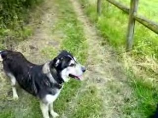 Pilo attaque  les vaches